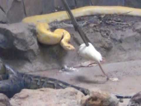 ビルマニシキヘビのおやつたいむ＠円山動物園20100228_173．AVI