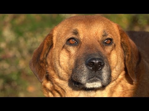 ХК "Сочи" в гостях у приюта для собак "БИМ"