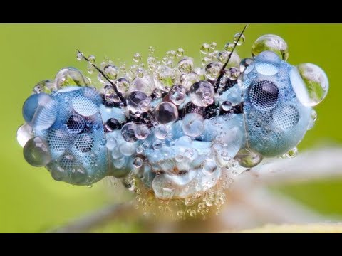 Amazing Insects in the Morning Sun (Full HD 1080p 2013)
