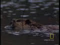 Beavers Are Genius
