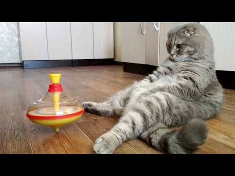 FORGET PROBLEMS and LAUGH ALL DAY! The FUNNIEST ANIMALS