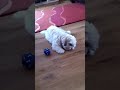 Jack the dog and his marshmallow