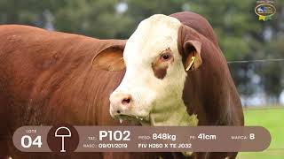 LOTE 04 | Remate Braford Estância do Sossego 2021