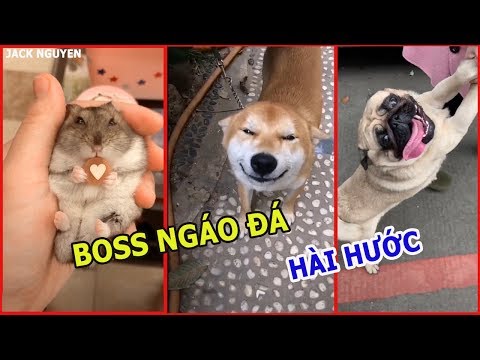 BOSS NGÁO ĐÁ || ĐỘNG VẬT HÀI HƯỚC || FUNNY ANIMALS