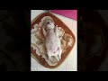 BOSS NGÁO ĐÁ || ĐỘNG VẬT HÀI HƯỚC || FUNNY ANIMALS