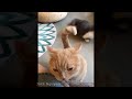 BOSS NGÁO ĐÁ || ĐỘNG VẬT HÀI HƯỚC || FUNNY ANIMALS