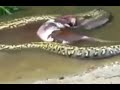 Giant Anaconda Regurgitates A Whole Cow images Giant Anaconda Regurgitates A Whole Cow