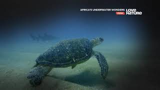 Подводные Чудеса Африки. Озеро Малави  #Документальный  Фильм