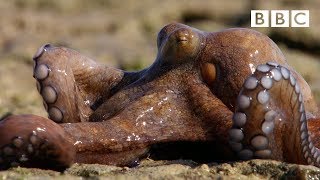Watch On Octopus video