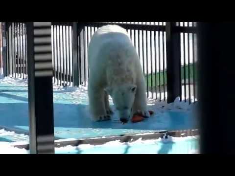 おびひろ動物園　イコキロのモグモグシーン