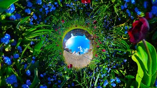 7 Creative Tiny Planet Videos Insta360 X4