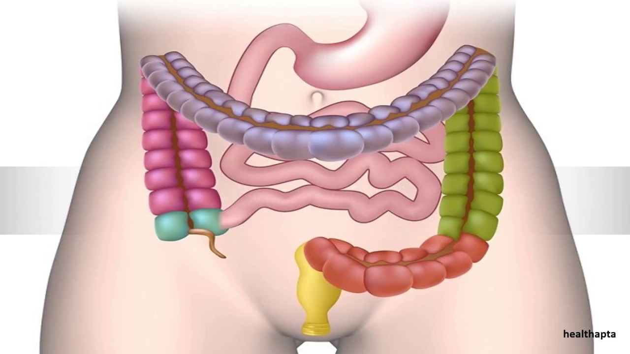 Gastrointestinal vacation sodomite compilations