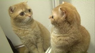 Funny Pets & Animals vs Mirrors Reaction Videos | Video Compilation #5
