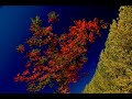 FLORA-USA Fall Colors - Autumn & Fall ecards - Seasons Greeting Cards FLORA-USA Fall Colors - Autumn & Fall ecards - Seasons Greeting Cards