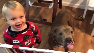 Dog Fails And Funny Moments - Funny Pet/Animal Clips - Animal Fails And Funny Moments!