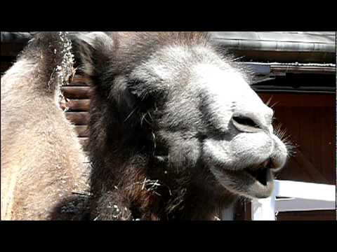 埼玉県こども動物自然公園のフタコブラクダ。 Bactrian Camel．