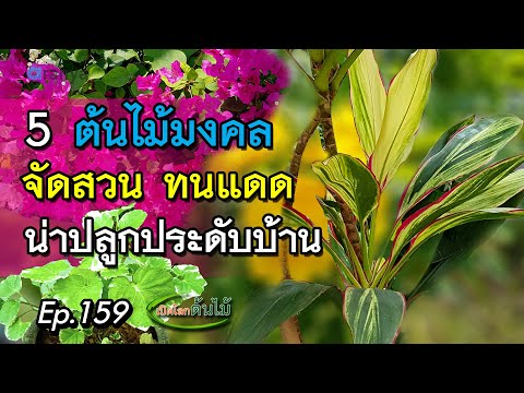 5 ต้นไม้มงคลจัดสวน ทนแดด น่าปลูกประดับบ้าน | Aranya Channel