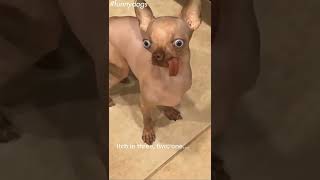 Bbv