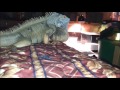 Goliath Breeding Agression Part 2 January 11,12 2013