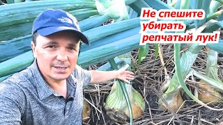 Основные Визуальные Признаки, Что Лук Пора Убирать!