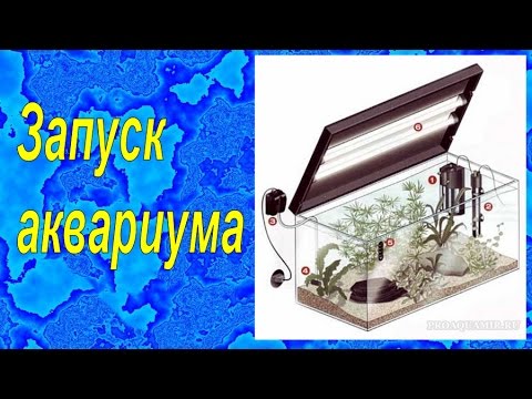 Все об аквариумах для начинающих с пошагово в Все об аквариумах для начинающих с пошагово в