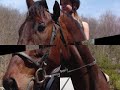 ANDY, FORMER EVENTER, NOW PERFECT PLEASURE MOUNT
