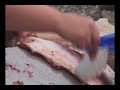 Inuit - Skinning Seal with Ulu