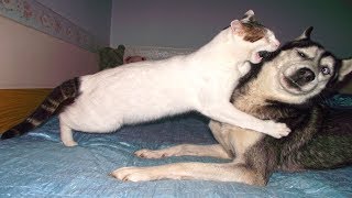 Funny cat - Angry Cats VS Dogs Funny Compilation - failed animation collection - Reverse video