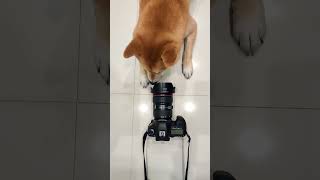 Shiba Inu Takes A Selfie