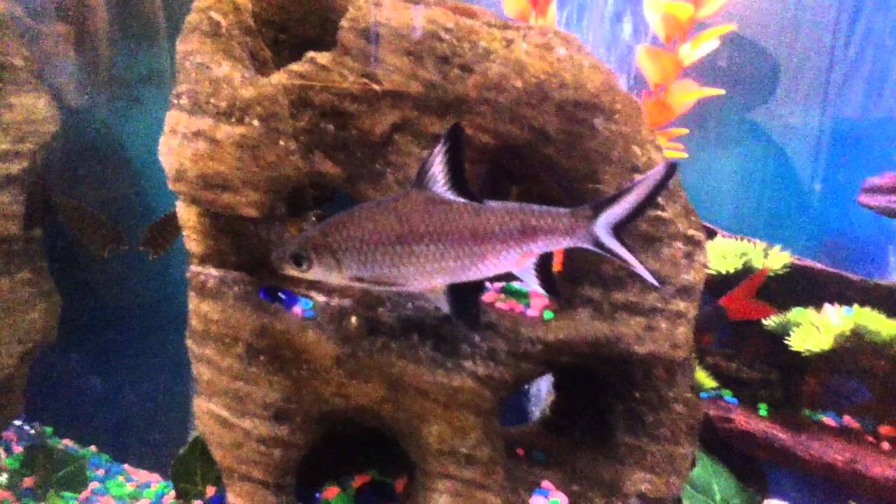 My Bala Shark YouTube