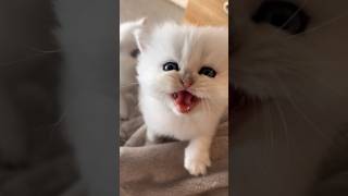 Cat Singing