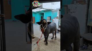 Male Buffalo Loudly Calling His Materare Animal Sound