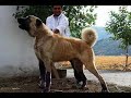 turkish shepherd dog