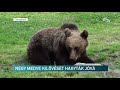 Négy medve kilövését hagyták jóvá – Erdélyi Magyar Televízió