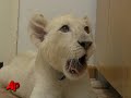 Raw Video: Rare White Lion Cubs at Serbia Zoo