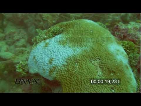 12/11/2009 Stock footage of Coral Bleaching in the Marquesas Keys, Florida
