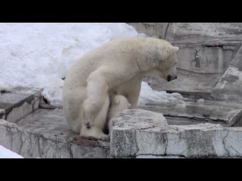 お乳を飲むシロクマの子供