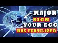 Egg and Sperm Meet Symptoms – Major Signs Your Egg Has Been Fertilized (5 INDICATIVE SYMPTOMS)