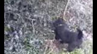 Pedro De Amazing Patterdale