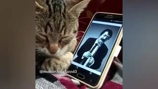 Müslümcü Kedi̇