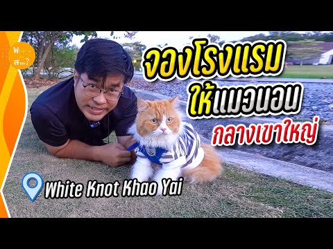 พาน้องแมวนอน สูดโอโซนเขาใหญ่ 1 คืน White Knot Khao Yai | สาระ พาเที่ยว EP.28