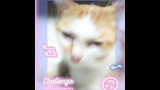 Kucing Bowok