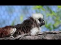 Oakland Zoo welcomes new coatimundis and cotton-topped tamarins