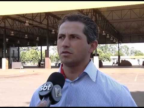 Produtores de banana afirmam que Uberlândia é uma área de doença que afeta a produção