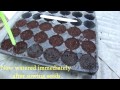 Growing asparagus from seed and transplanting