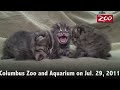 FISHING CATS BORN AT THE COLUMBUS ZOO AND AQUARIUM