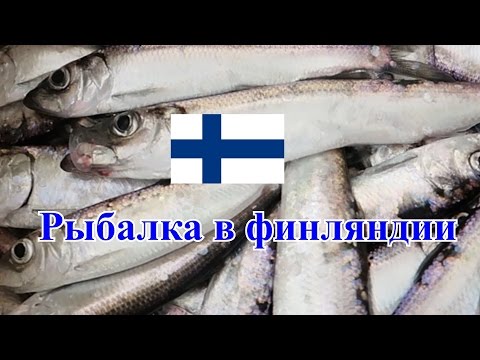 клев салаки 2017 клев салаки 2017