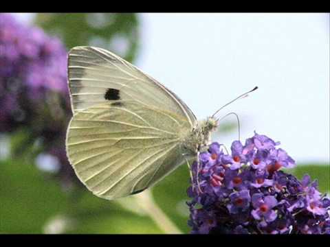 Oh butterfly Guitar Instrumental By Ashwin