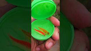 Found Ornamental Fish, Glofish Drifting In The River