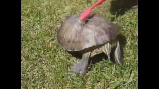 Techno Turtle